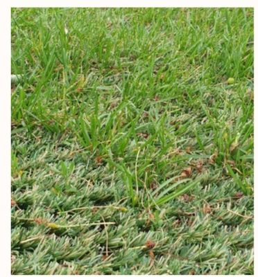 Doğal çim ile karışık döşeme için ultra yüksek aşınma direnciyle 25mm Yığın Yüksekliği Hibrit Yapay Çim Halısı