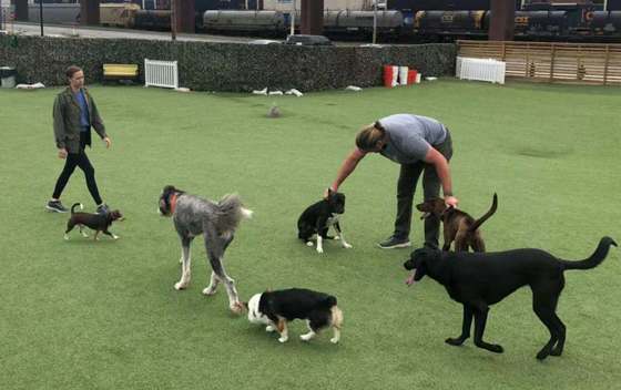 Bahçeler için Gerçekçi Görünümlü ve Az Bakımlı 30mm Kazık Yüksekliğinde Suni Çim