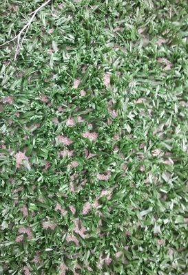 14 mm Yığın Yüksek yoğunluklu UV Dirençli Tenis Yapay Çim Açık Açık Çok Fonksiyonel Sporlar için